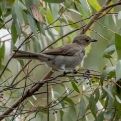 Colluricincla harmonica at Cotter River, ACT - 24 Feb 2021 10:32 AM