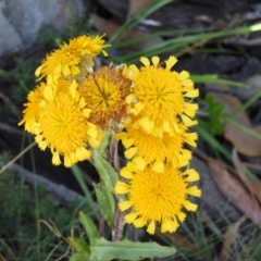 Podolepis robusta (Alpine Podolepis) at Cotter River, ACT - 20 Feb 2021 by MatthewFrawley