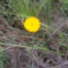 Coronidium sp. at Mongarlowe, NSW - 24 Feb 2021 by MelitaMilner