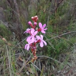 Stylidium sp. at Mongarlowe, NSW - 11 Dec 2020