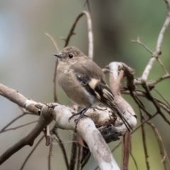 Petroica phoenicea (Flame Robin) at Cotter River, ACT - 24 Feb 2021 by trevsci