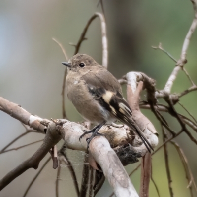 Petroica phoenicea (Flame Robin) at Cotter River, ACT - 24 Feb 2021 by trevsci