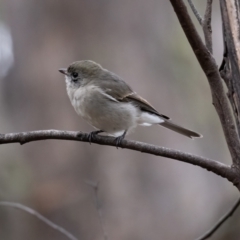 Pachycephala pectoralis at Cotter River, ACT - 24 Feb 2021