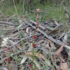 Gonocarpus tetragynus (Common Raspwort) at Mongarlowe River - 11 Dec 2020 by MelitaMilner