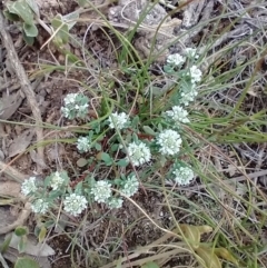 Poranthera microphylla (Small Poranthera) at Mongarlowe River - 11 Dec 2020 by MelitaMilner