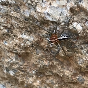 Oxyopes sp. (genus) at Tennent, ACT - 25 Feb 2021