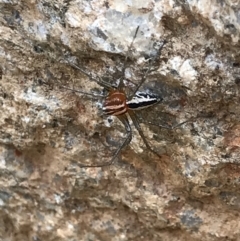 Oxyopes sp. (genus) at Tennent, ACT - 25 Feb 2021