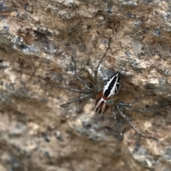 Oxyopes sp. (genus) at Tennent, ACT - 25 Feb 2021