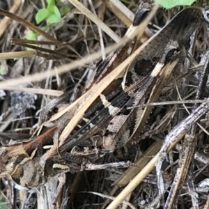 Oedaleus australis at Tharwa, ACT - 25 Feb 2021 11:58 AM