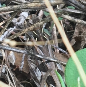 Oedaleus australis at Paddys River, ACT - 25 Feb 2021