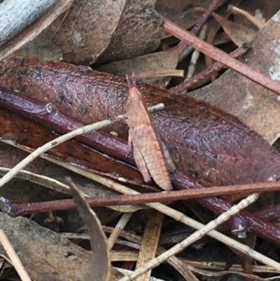 Goniaea opomaloides (Mimetic Gumleaf Grasshopper) at Paddys River, ACT - 25 Feb 2021 by NedJohnston