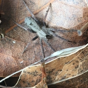 Argoctenus sp. (genus) at Paddys River, ACT - 25 Feb 2021