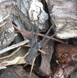 Argoctenus sp. (genus) at Paddys River, ACT - 25 Feb 2021