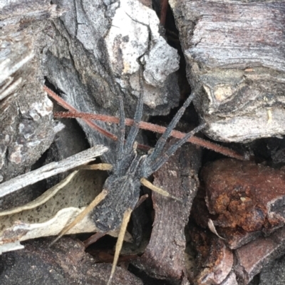 Argoctenus sp. (genus) (Wandering ghost spider) at Paddys River, ACT - 25 Feb 2021 by NedJohnston