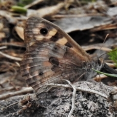 Geitoneura klugii (Marbled Xenica) at Farrer, ACT - 25 Feb 2021 by JohnBundock