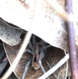 Argoctenus vittatus at Paddys River, ACT - 25 Feb 2021