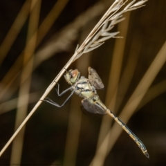 Hemicordulia tau (Tau Emerald) at Bruce, ACT - 23 Feb 2021 by Roger