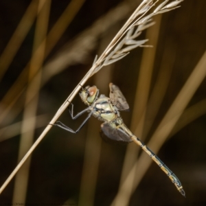 Hemicordulia tau at Bruce, ACT - 23 Feb 2021 09:11 AM