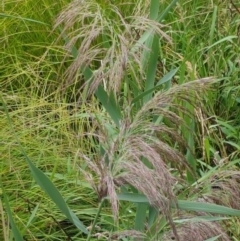 Phragmites australis (Common Reed) at City Renewal Authority Area - 25 Feb 2021 by trevorpreston