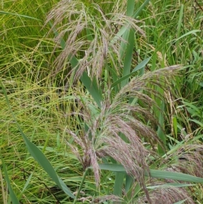 Phragmites australis (Common Reed) at Lyneham Wetland - 25 Feb 2021 by tpreston