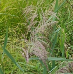 Phragmites australis at Lyneham Wetland - 25 Feb 2021