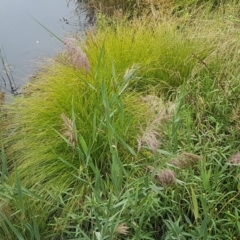 Phragmites australis at Lyneham Wetland - 25 Feb 2021 02:45 PM