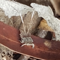 Platybrachys sp. (genus) (A gum hopper) at Bruce, ACT - 25 Feb 2021 by trevorpreston