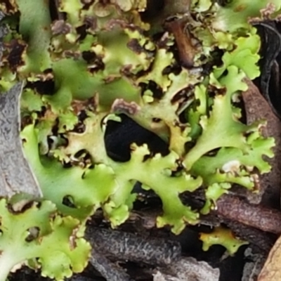 Heterodea sp. (A lichen) at Bruce, ACT - 25 Feb 2021 by tpreston