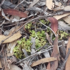 Heterodea sp. at Bruce, ACT - 25 Feb 2021 04:23 PM