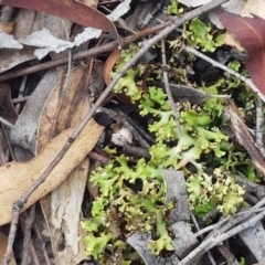 Heterodea sp. at Bruce, ACT - 25 Feb 2021 04:23 PM