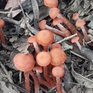 Laccaria sp. at Bruce, ACT - 25 Feb 2021 04:29 PM