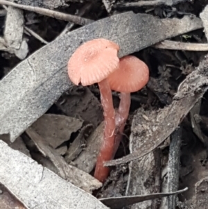 Laccaria sp. at Bruce, ACT - 25 Feb 2021 04:29 PM