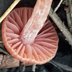 Laccaria sp. at Bruce, ACT - 25 Feb 2021 04:29 PM