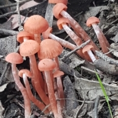 Laccaria sp. at Bruce, ACT - 25 Feb 2021 04:29 PM