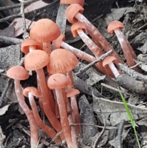 Laccaria sp. at Bruce, ACT - 25 Feb 2021 04:29 PM