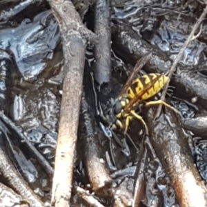 Vespula germanica at Bruce, ACT - 25 Feb 2021