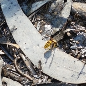 Vespula germanica at Bruce, ACT - 25 Feb 2021