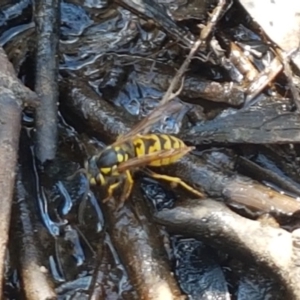 Vespula germanica at Bruce, ACT - 25 Feb 2021