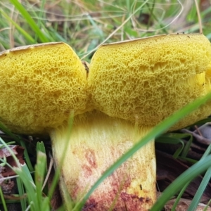 zz bolete at Point 80 - 25 Feb 2021 04:36 PM