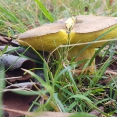 zz bolete at Point 80 - 25 Feb 2021 04:36 PM