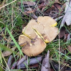 zz bolete at Point 80 - 25 Feb 2021 04:36 PM