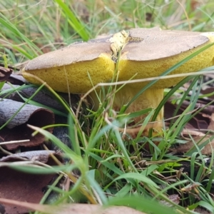 zz bolete at Point 80 - 25 Feb 2021 04:36 PM