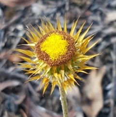 Coronidium oxylepis subsp. lanatum (Woolly Pointed Everlasting) at Bruce, ACT - 25 Feb 2021 by tpreston