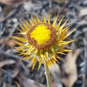 Coronidium oxylepis subsp. lanatum at Bruce, ACT - 25 Feb 2021 04:46 PM