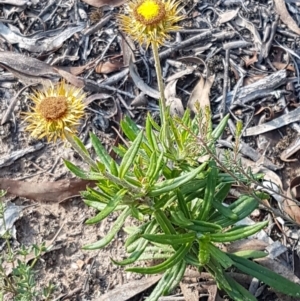 Coronidium oxylepis subsp. lanatum at Bruce, ACT - 25 Feb 2021 04:46 PM