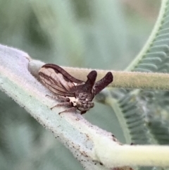 Ceraon vitta (Treehopper) at Murrumbateman, NSW - 25 Feb 2021 by SimoneC