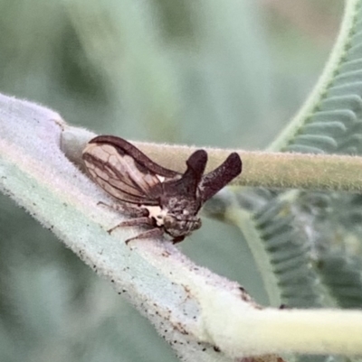 Ceraon vitta (Treehopper) at Murrumbateman, NSW - 25 Feb 2021 by SimoneC