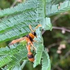 Delta bicinctum (Potter wasp) at Murrumbateman, NSW - 25 Feb 2021 by SimoneC