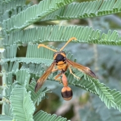 Delta bicinctum at Murrumbateman, NSW - 25 Feb 2021