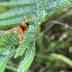 Delta bicinctum at Murrumbateman, NSW - 25 Feb 2021